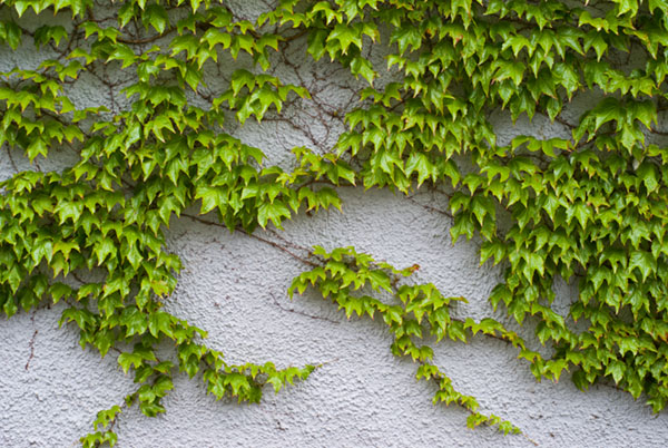 Ivy wall 50mm