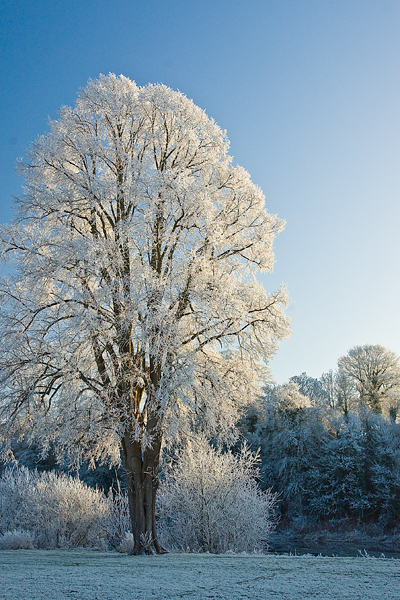 Frosty tree on the Mayfield riverside haughs